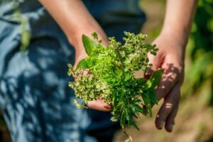 Holding Herbs|Green planet|Herbs on wood block|Plants and bottles|Maca|Pregnant earth|La Paz, Bolivia