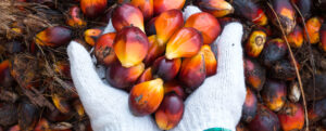 Palm Oil Seeds