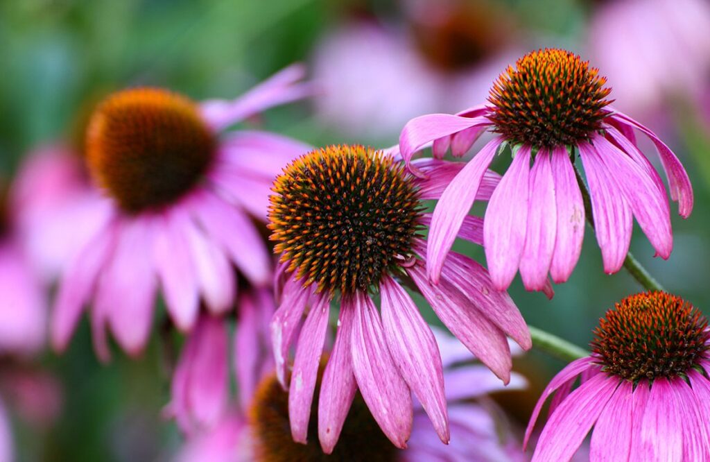 Echinacea Purpurea Web