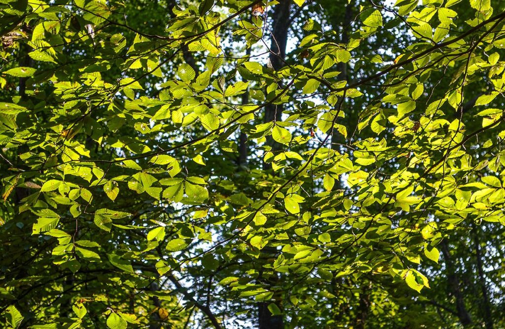 Slippery Elm Tree Web