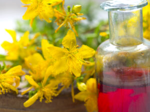 St Johns Wort Oil|St Johnswort Flowers|Dried St Johns Wort Flowers|Dried St Johns Wort Flowers|Dried St Johns Wort