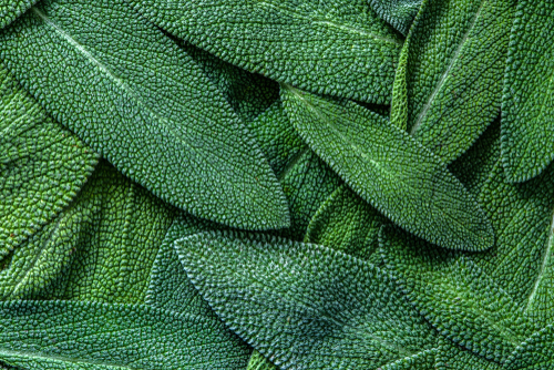 Sage Leaves|Sage On Stuffing|Tri Color Sage