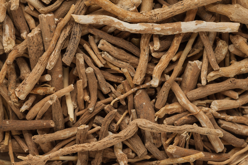 Organic,ashwagandha,(withania,somnifera),roots.,macro,close,up,background,texture.|Fresh,leaves,and,fruits,of,withania,somnifera,plant