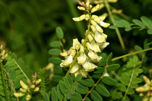 Flowers,of,astragalus,serpoplodny,in,the,forest|Chinese,herbal,medicine, ,astragalus,slices,,huang,qi,(astragalus,propinquus)