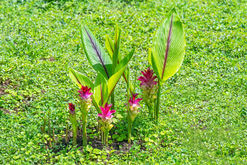 Turmeric,or,curcumin,plant,(curcuma,longa),of,the,ginger,family.|Turmeric,essential,oil,and,tumeric,(curcumin,,curcuma,longa,linn),root