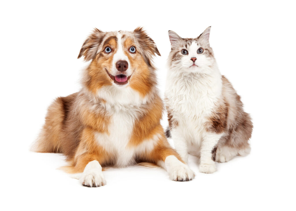 A,cute,cat,and,happy,australian,shepherd,dog,,sitting,together|20220609 071352