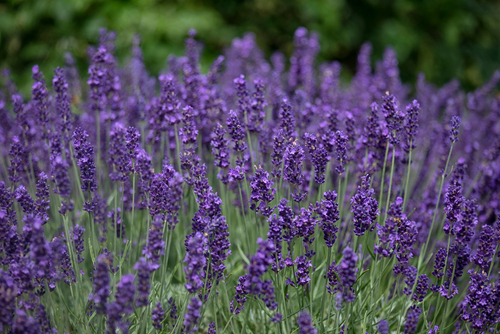 Closeup,of,flowers,of,lavender,lavandula,angustifolia,'hidcote',growing,in